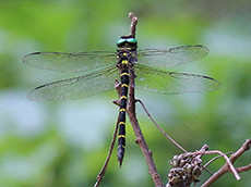 Siebold's dragonfly